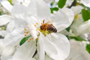 весна бджоли натуральний мед